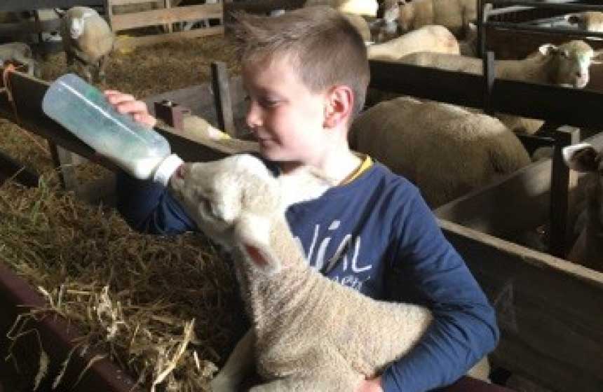 Donner le biberon aux agneaux - Ferme de Ribeaufontaine