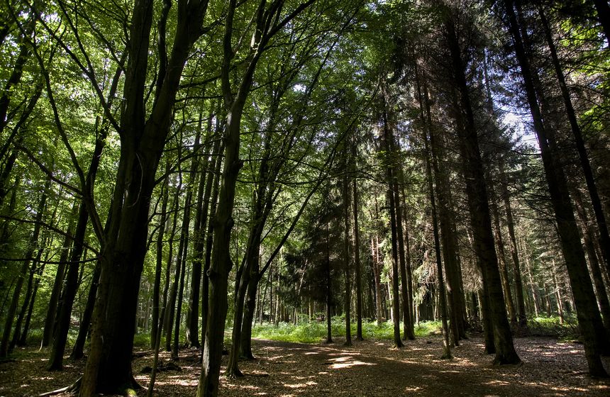Forêt de Mormal, l'arboretum de l'étang David à deux pas de votre cabane