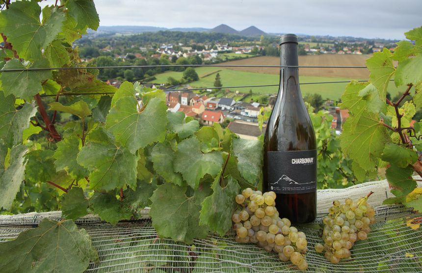 Sur le terril d’Haillicourt… de la vigne et un vin : le Charbonnay !