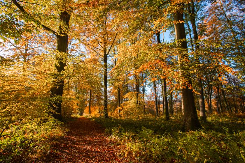 La forêt d'Hesdin revêt ses couleurs d'automne, on adore s'y promener !
