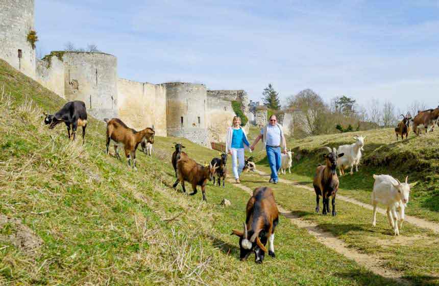 Les Chèvres de Coucy le Château