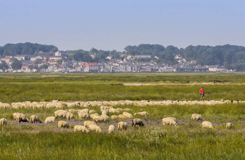 Les moutons des pré-salés en Baie de Somme