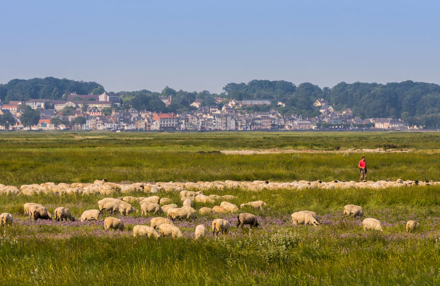 Moutons de prè-salé dans les mollières au milieu des lilas de mer face à Saint-Valery-sur-Somme en Baie de Somme