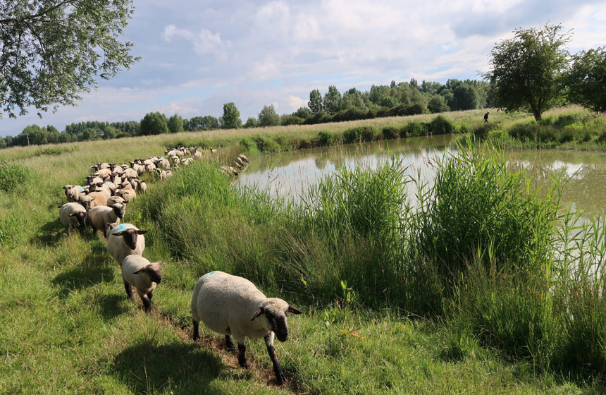 Les moutons de prés-salés viennent boire face à Saint-Valery