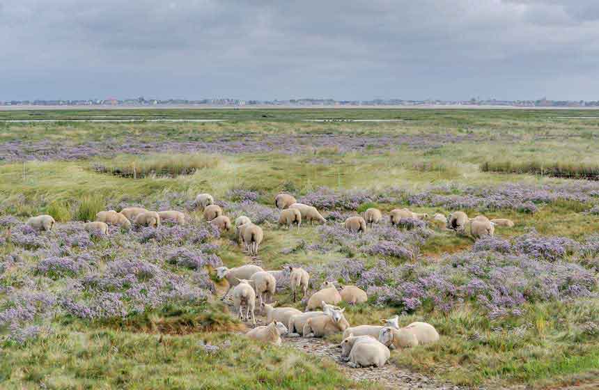 Moutons en baie de Somme