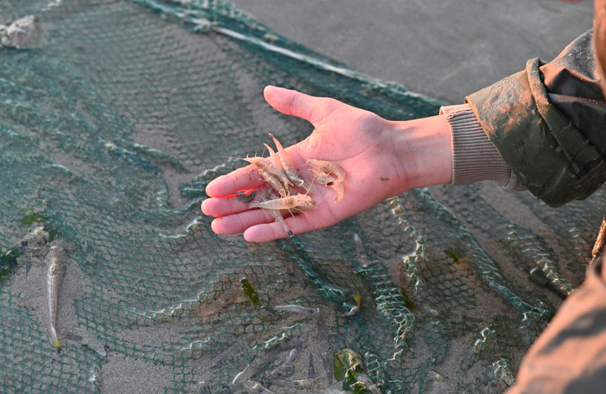 A la pêche aux crevettes à Cayeux-sur-mer