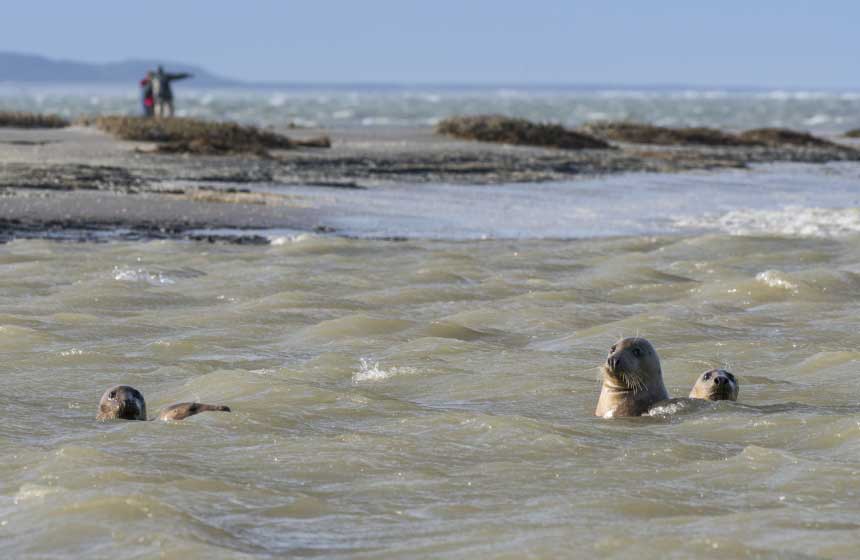 Observer les phoques depuis la plage de la Maye au Crotoy, le Hourdel et de très près à marée basse : rendez-vous sur la digue de Berck