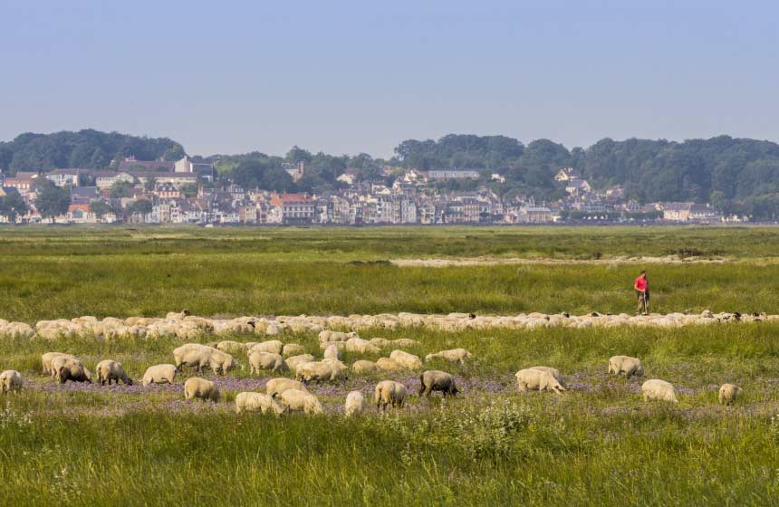 Paysage de la baie avec ses célèbres moutons des prés-salés