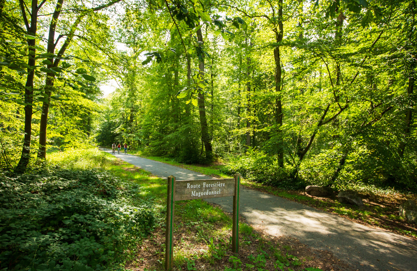 Promenade à vélo en forêt de Hez-Froidmont