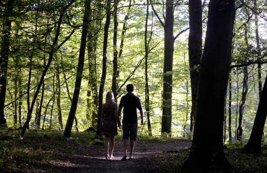 Promenade dans la forêt de Crécy-en-Ponthieu au bout du jardin...