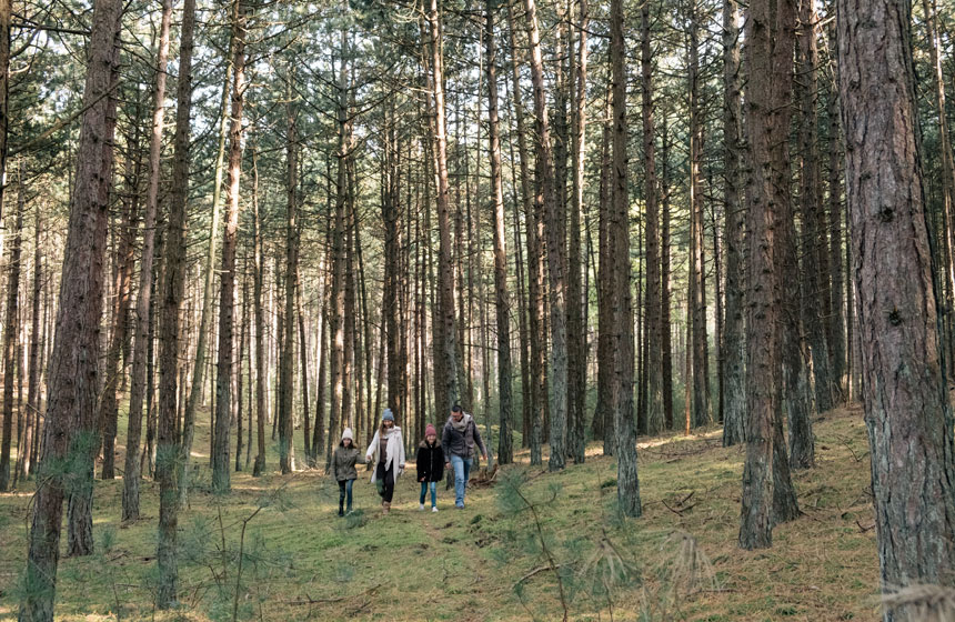 Balade à pieds à travers la forêt de pins du Marquenterre