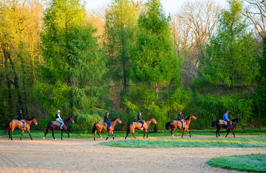 L'entraînement des chevaux de courses à Chantilly