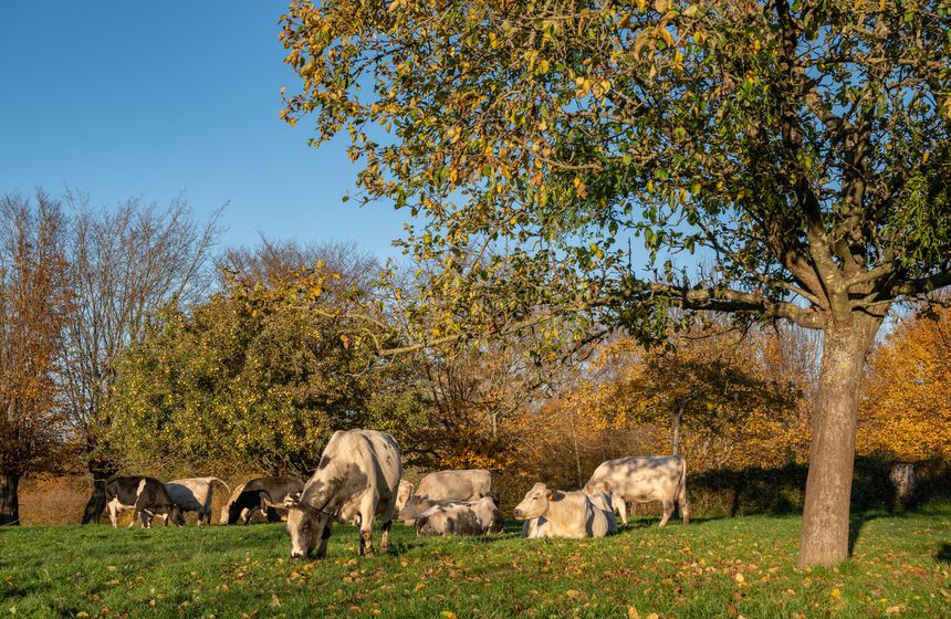 Vaches dans le bocage Avesnois