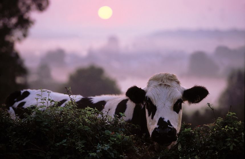 Les vaches font partie du paysage avesnois