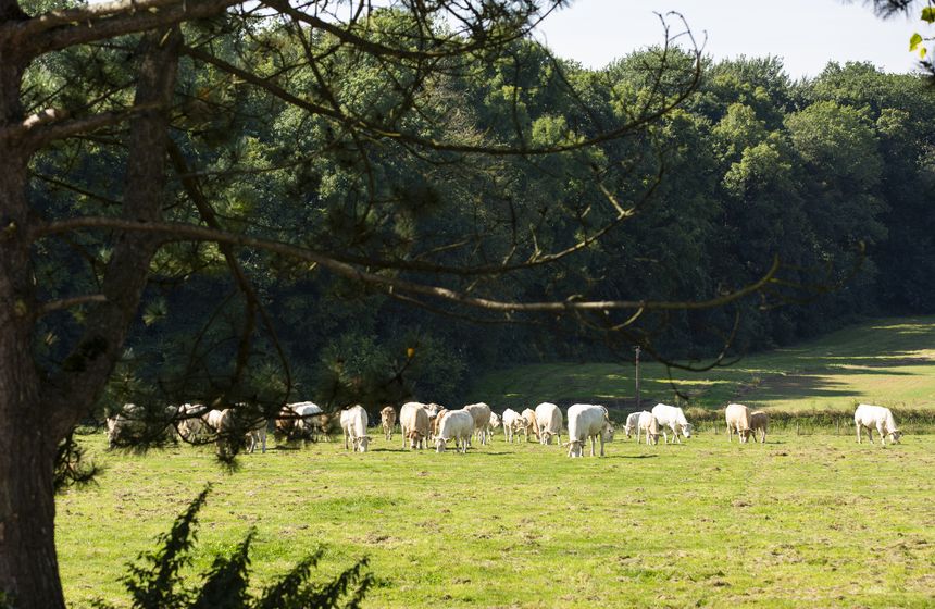 Le troupeau de vaches de la ferme
