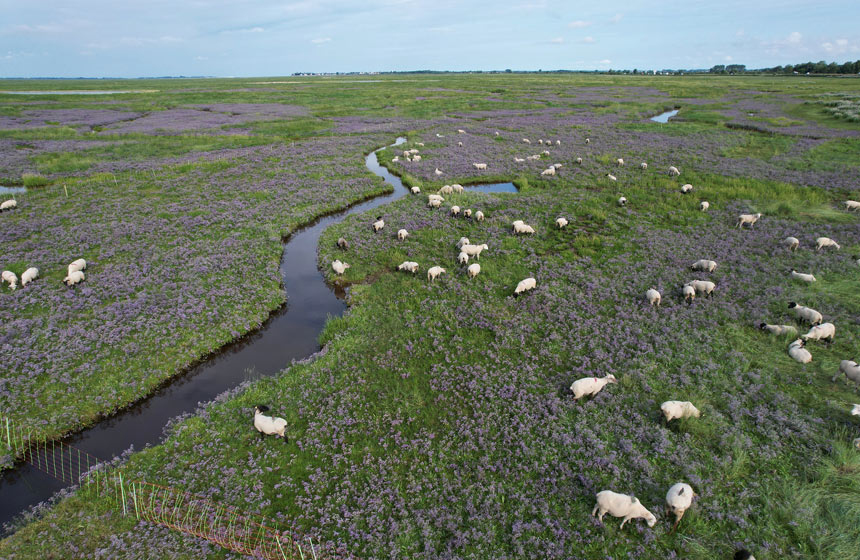 Les agneaux de pré-salés en Baie de Somme