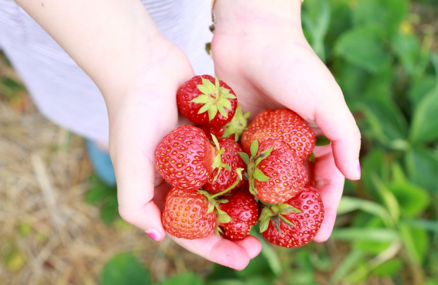 En saison, RDV à la cueillette de Vermand pour les fraises ou quelques légumes