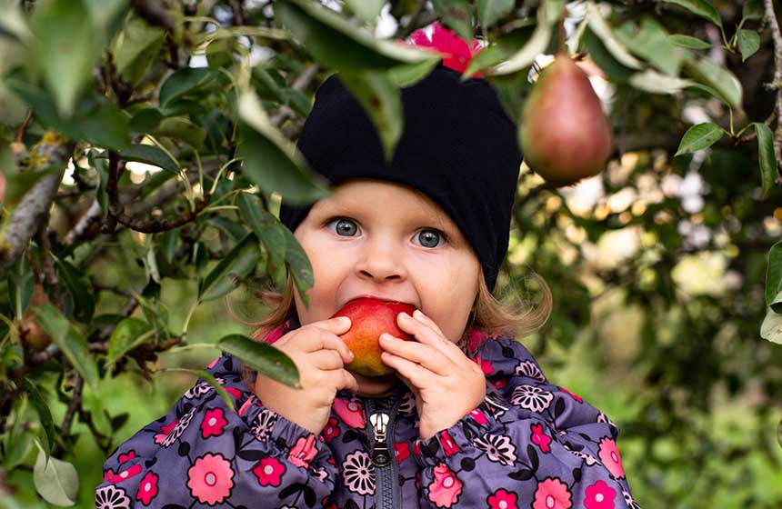 Aller cueillir les pommes avec les enfants !