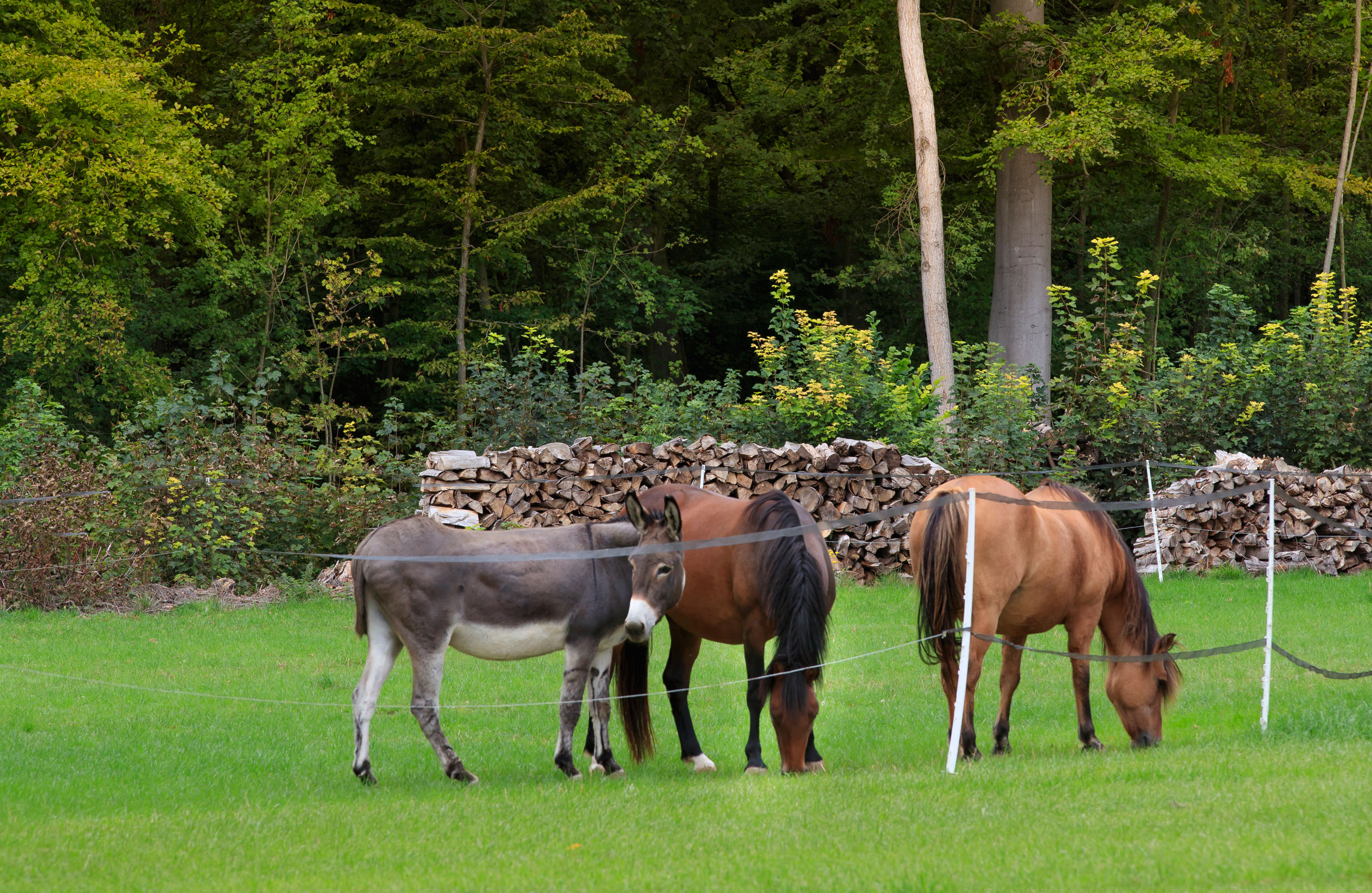 Les chevaux et âne dans le pré à côté de la Tinyhouse d'Ailly-sur-Noye