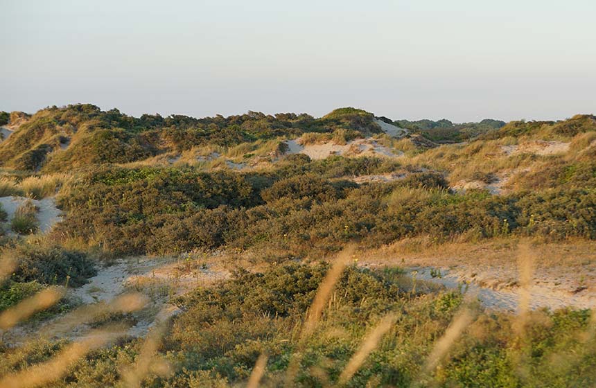 Profitez de la réserve naturelle des Dunes de Flandres : paysage grandiose !