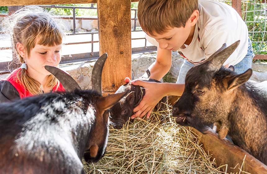 Visitez la chèvrerie de Merville avec les enfants