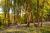 Le Bois de Cise couvert de jacynthes sauvages au printemps