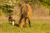 Cheval Henson et oiseau du Marquenterre