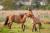 Joute ou combat entre chevaux Henson en Baie de Somme