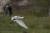 Cigogne du parc ornithologique du Marquenterre