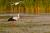 Cigogne blanche dans le marais du Crotoy (Baie de Somme)