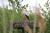Cigogne au Parc du Marquenterre