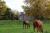 Balade à la rencontre des chevaux dans le parc du château d'Omiécourt