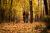 Immersion-oxygène en forêt de Retz, dans les couleurs chatoyantes de l’automne