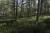 La forêt de pins du Marquenterre
