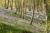 Le Bois de Cise forêt et villas d’architecte tout près de Mers-les-Bains