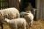 Les agneaux-les Mazures-Beaumetz