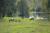 Les ânes du Domaine de Vadancourt - Maissemy