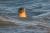 Phoque veau-marin (Phoca vitulina) dans les vagues à marée haute