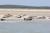 Les phoques, tranquilles sur le banc de sable