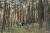 Balade à pieds à travers la forêt de pins du Marquenterre