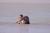 Les phoques en Baie de somme