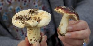 Traquer les champignons d'automne en forêt !