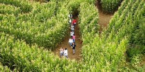 Labyrinthe aventures : un labyrinthe de maïs à Liessies